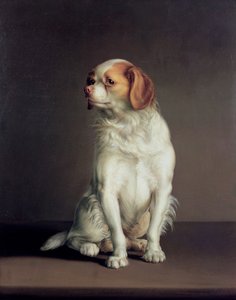 Portræt af en King Charles Spaniel